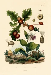 Gallwespe